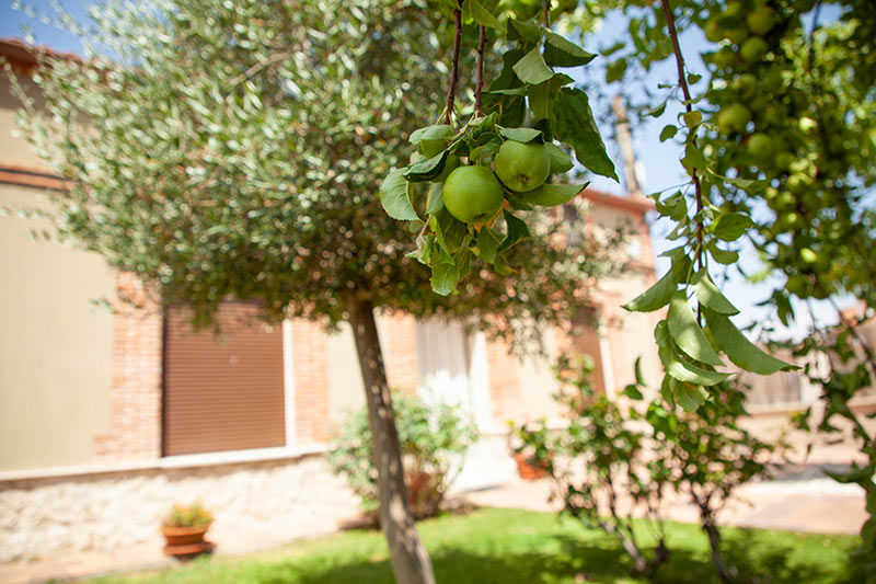 Manzano exterior jardín Casa Teo